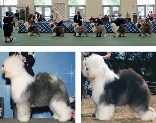 how tall are old english sheep dogs akc