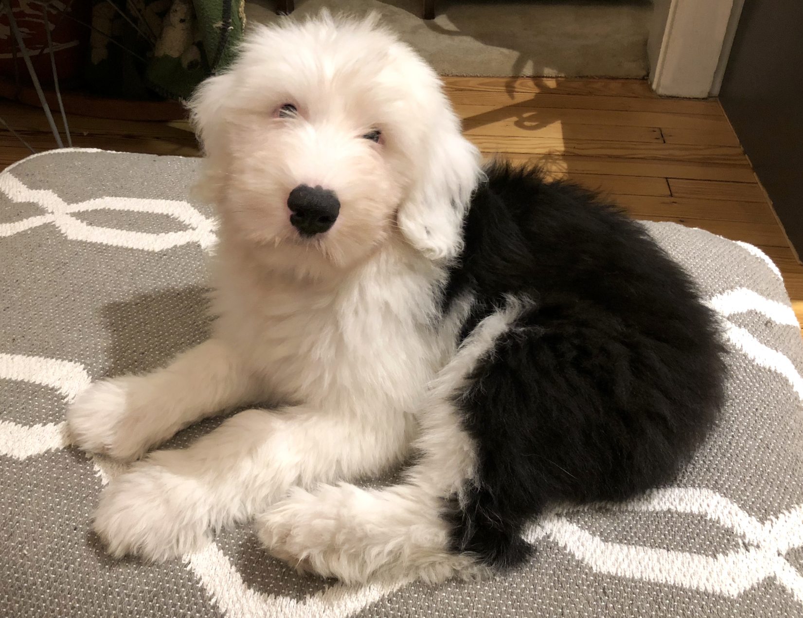 Old english sheepdog store puppy