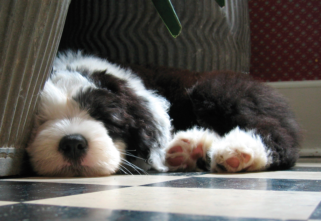 how tall are old english sheep dogs akc