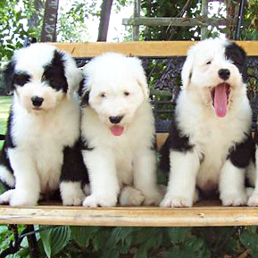 Antiguo pastor inglés (Bobtail)  English sheepdog puppy, Old english  sheepdog puppy, Old english sheepdog