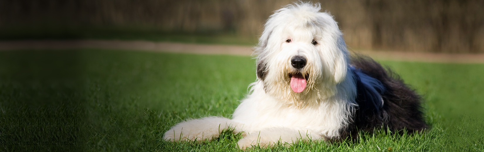 how tall are old english sheep dogs akc