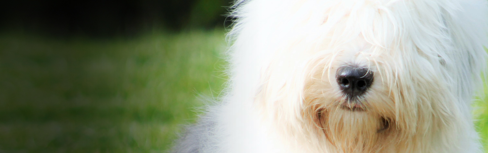 Antiguo pastor inglés (Bobtail)  English sheepdog puppy, Old english  sheepdog puppy, Old english sheepdog