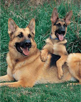 German Shepard Photo