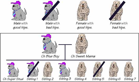 Breadth of Pedigree Diagram