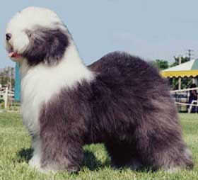 old english sheepdog free to good home