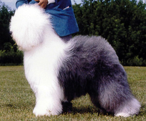 what are the health issues with old english sheepdogs