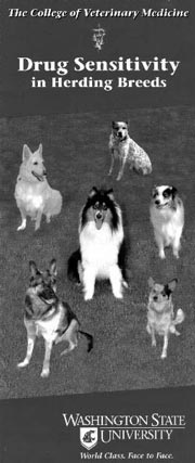 Drug sensitivity in herding breeds