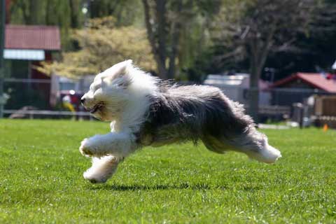 old english sheepdog running