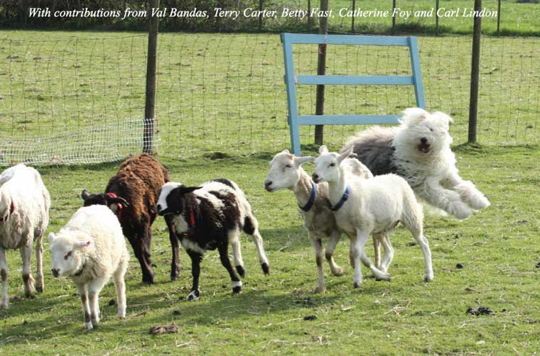 Old English Sheepdog Used To Watch Livestock at Farms Isolated