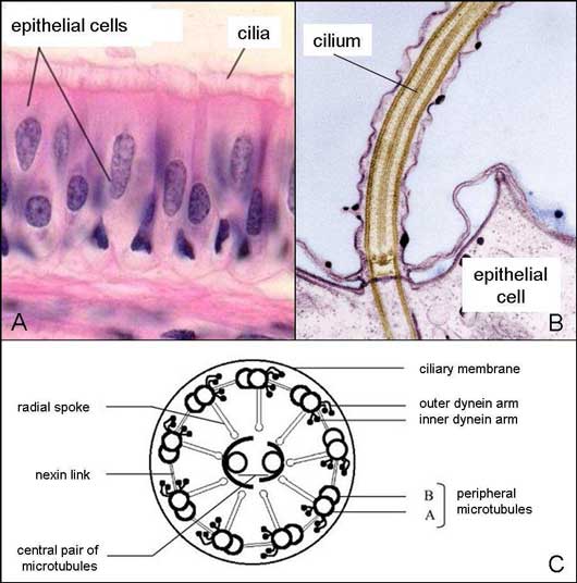 Canine ciliated respiratory mucosa