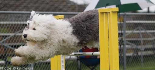 Old english cheap sheepdog agility