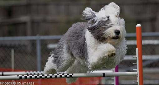 Old english cheap sheepdog agility