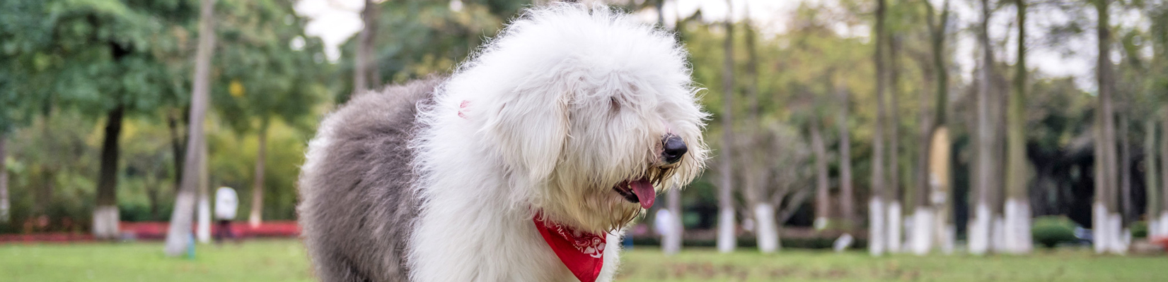 royal canin old english sheepdog
