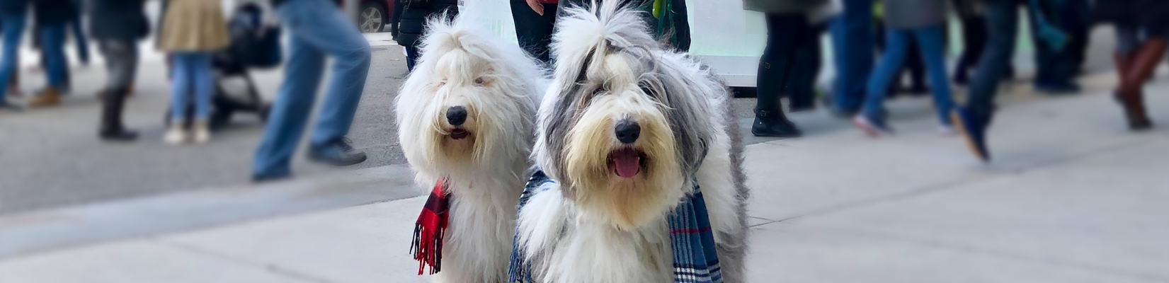 How Expensive Is It to Own an Old English Sheepdog?