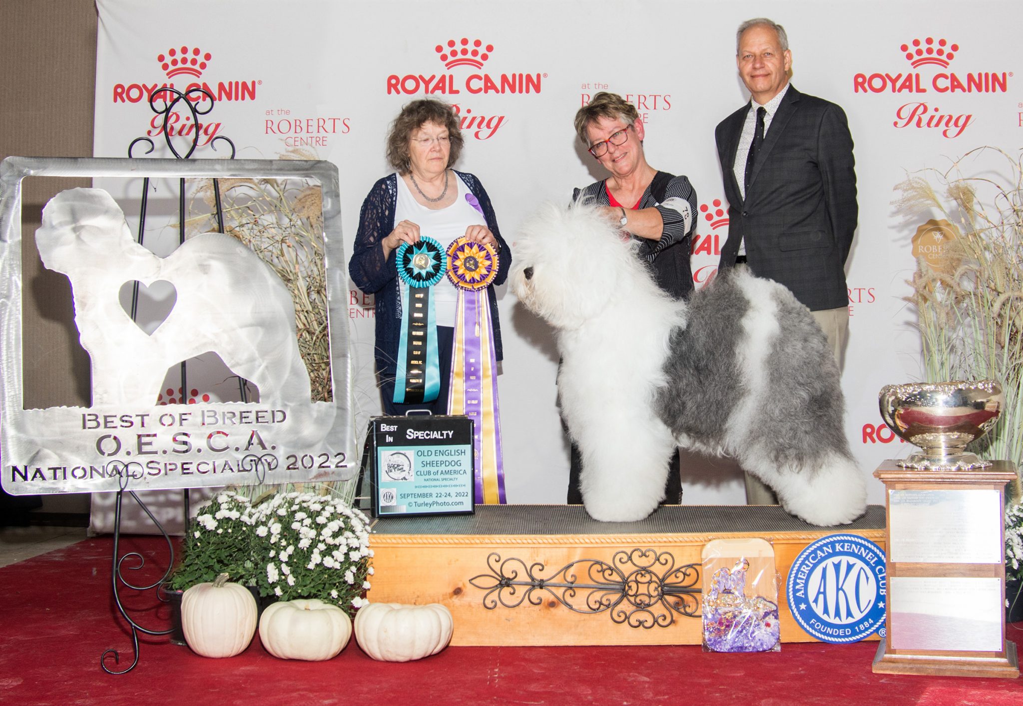 The Old English Sheepdog Club Of America OESCA The old english sheepdog club of america oesca