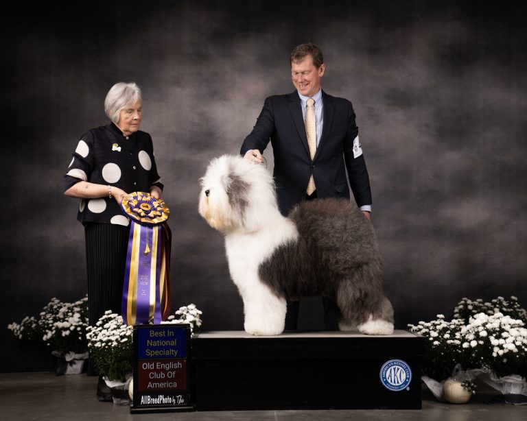 The Old English Sheepdog Club Of America OESCA The old english sheepdog club of america oesca