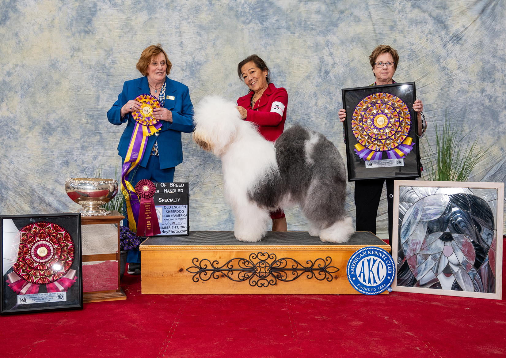 CH Wynward's All About That 2026 Specialty BOB Winner Photo